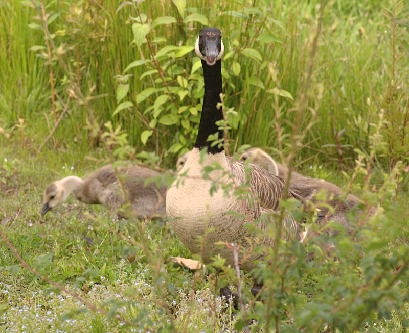 Canada Goose goslings