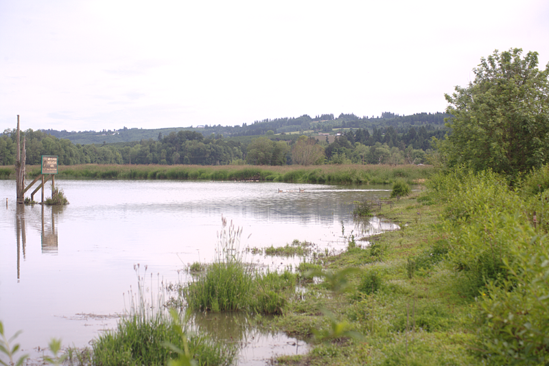 Canada Goose goslings