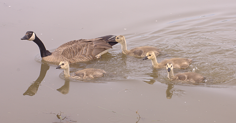 Canada Goose goslings