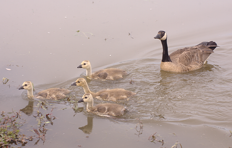 Canada Goose goslings
