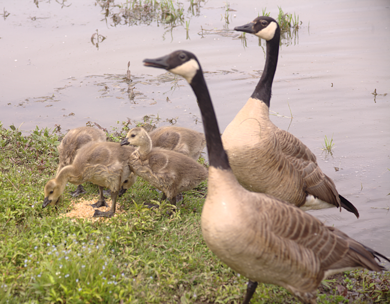 Canada Goose goslings
