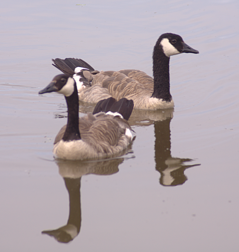 Canada Goose