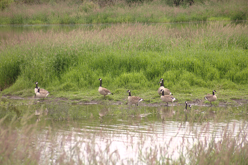 Canada Goose goslings