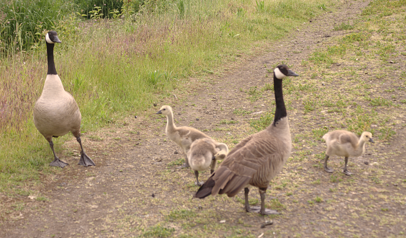 Canada Goose goslings