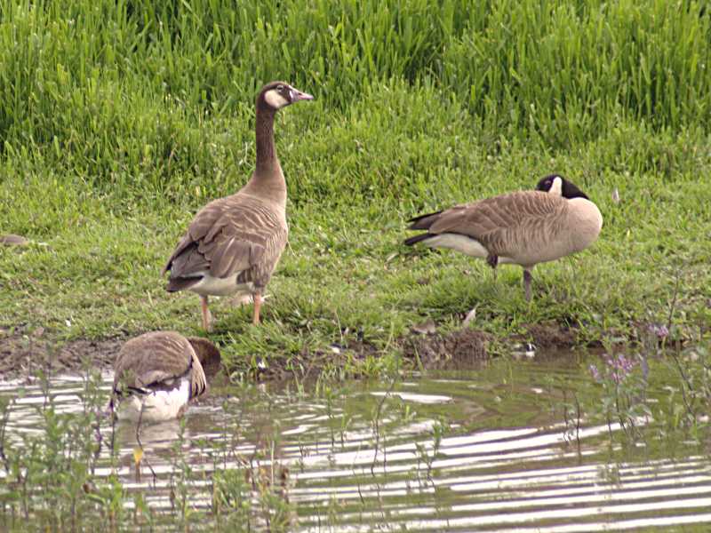 Canada Goose goslings