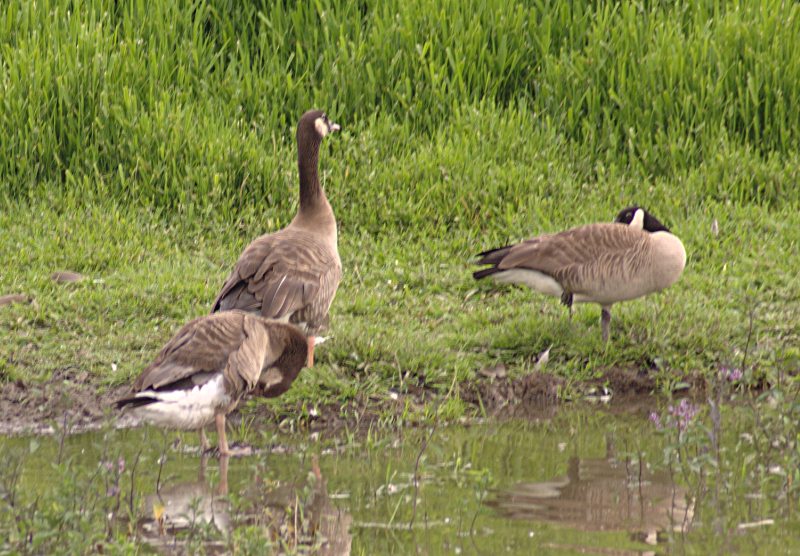 Canada Goose goslings