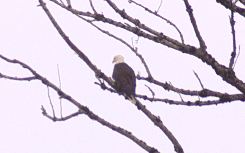 Canada Goose goslings