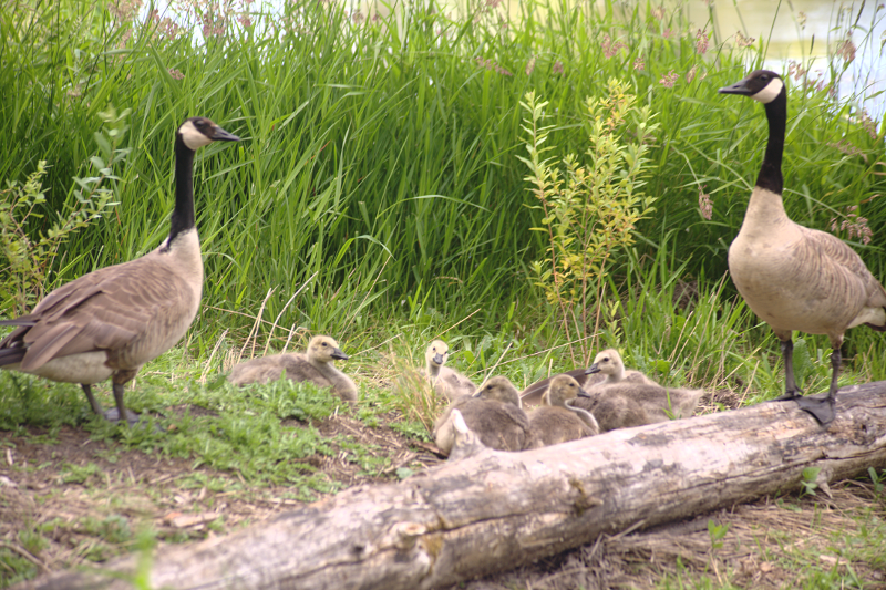 Canada Goose goslings