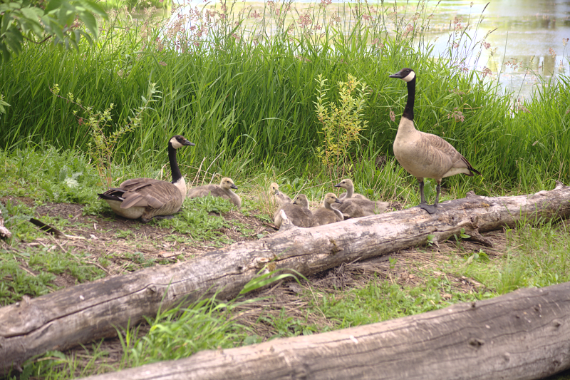 Canada Goose goslings