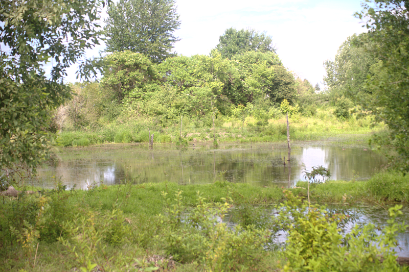 Canada Goose goslings