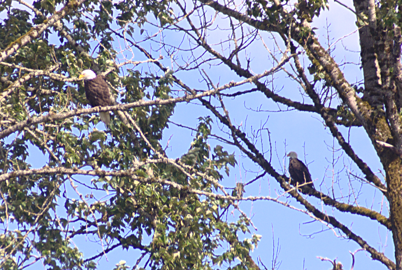 Bald Eagles
