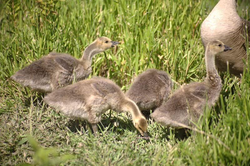 Canada Goose goslings