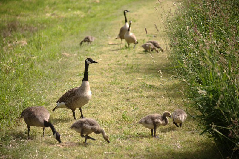 Canada Goose goslings