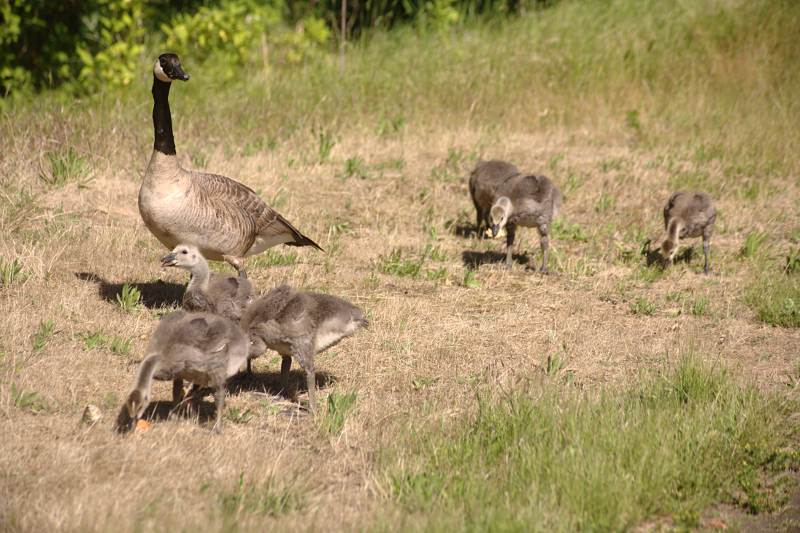 Canada Goose goslings