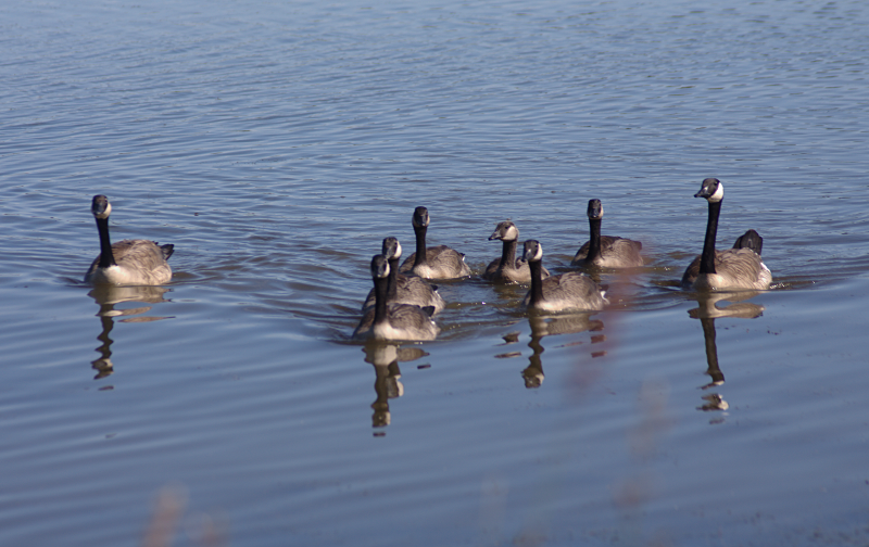 Canada Goose goslings