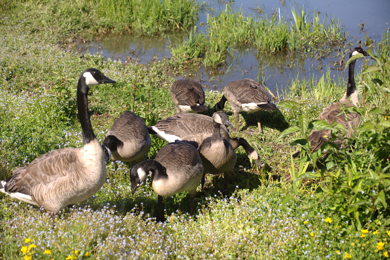 Canada Goose goslings
