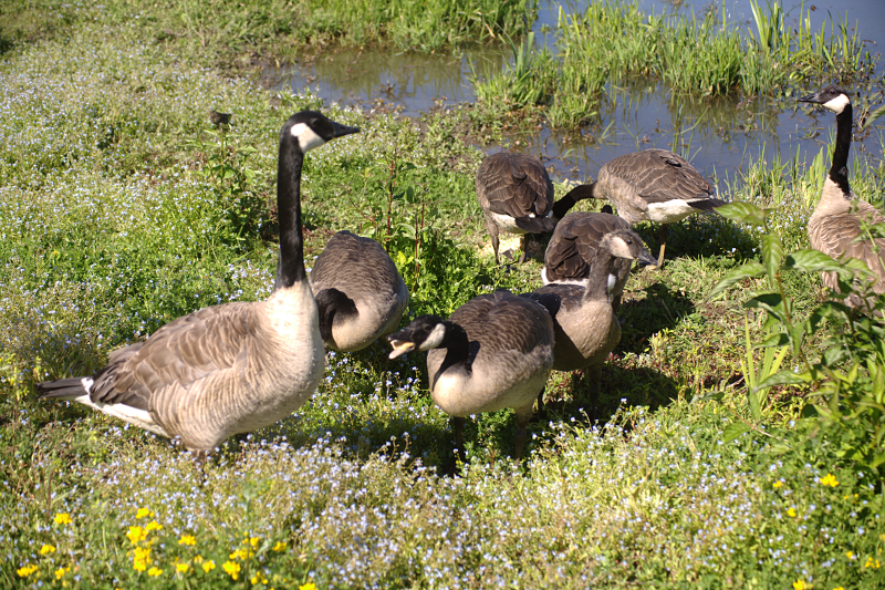 Canada Goose goslings