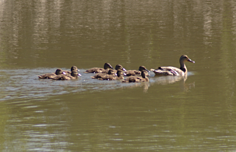 Mallard Duck Family