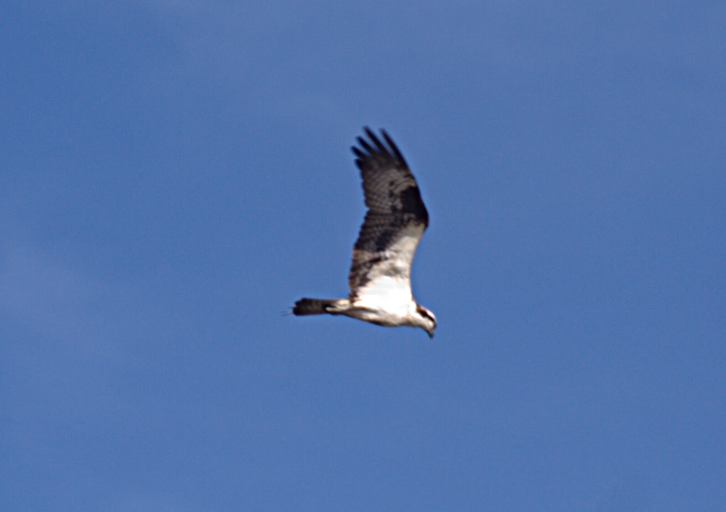 Osprey