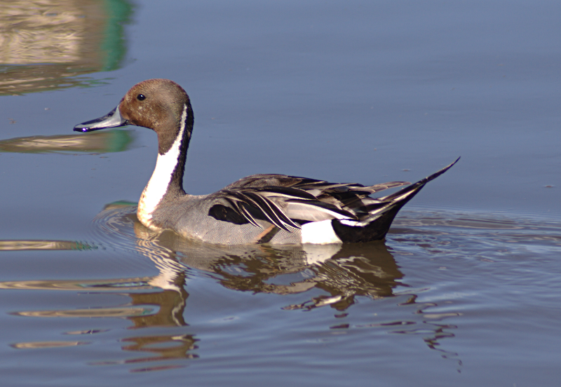 Pintail Drake