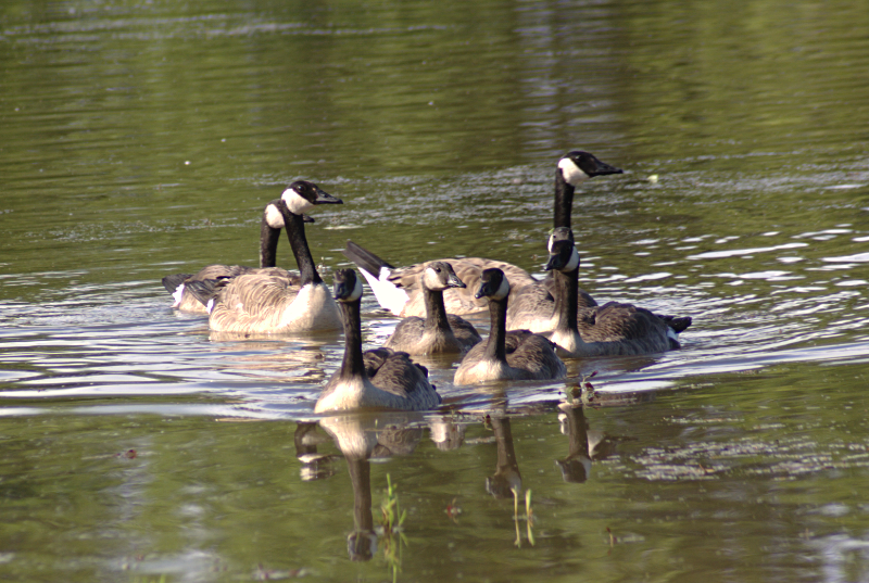 Canada Goose Family with 6 goslings