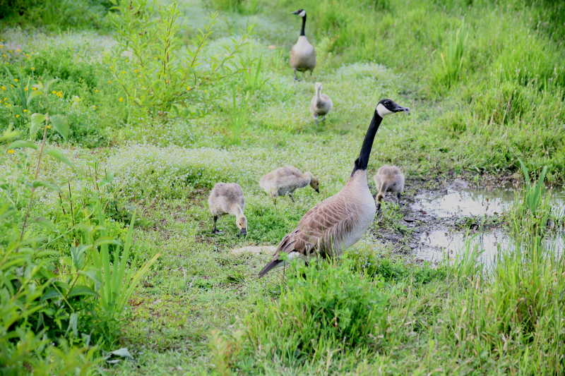Canada Goose goslings