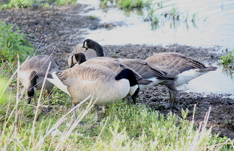Canada Goose goslings