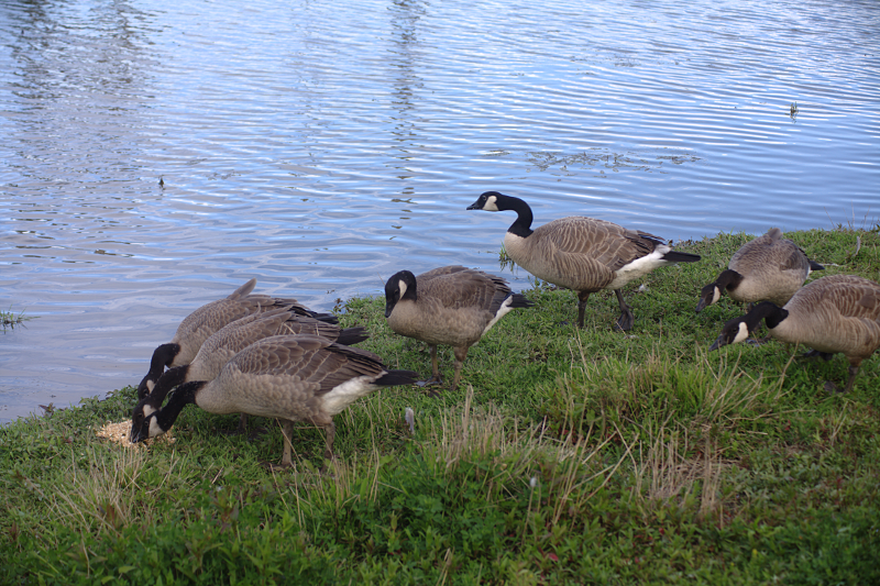Canada Goose goslings