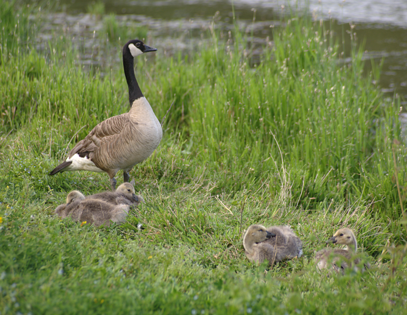 Canada Goose goslings
