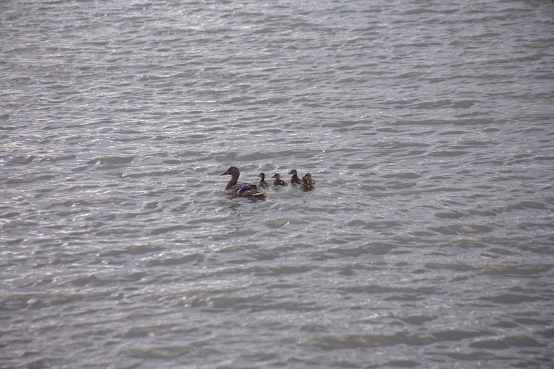 Canada Goose goslings