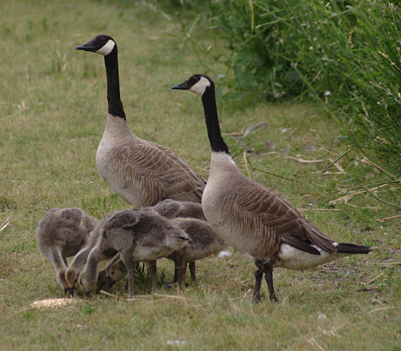 Canada Goose goslings