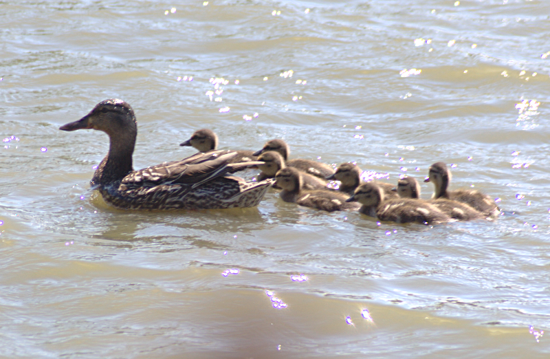 Canada Goose goslings