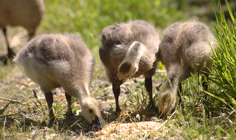 Canada Goose goslings