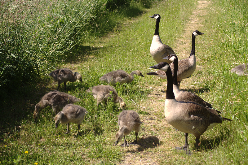 Canada Goose goslings