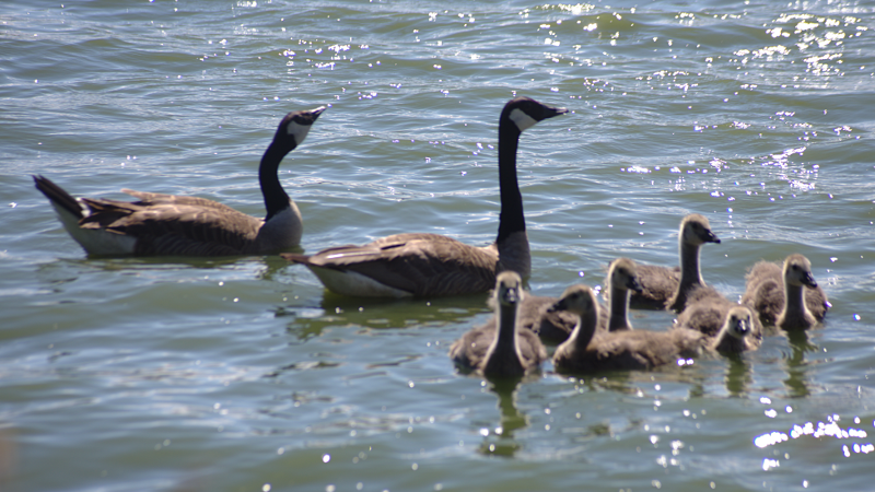Canada Goose goslings