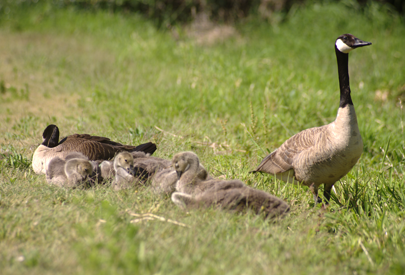 Canada Goose goslings