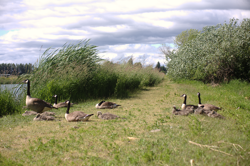 Canada Goose families resting