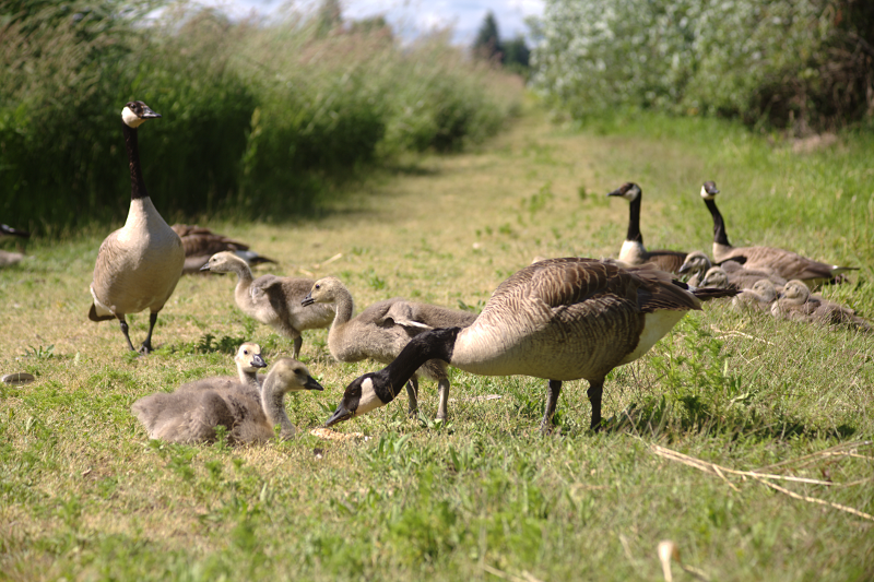 Canada Goose goslings