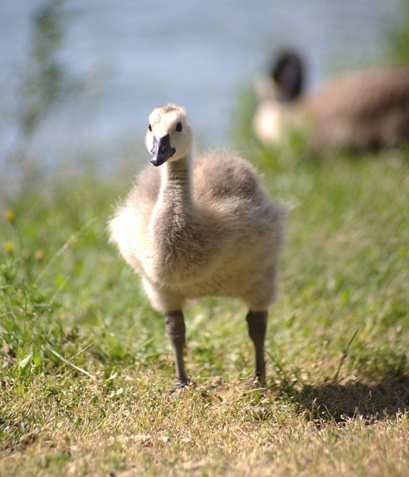 Canada Goose goslings