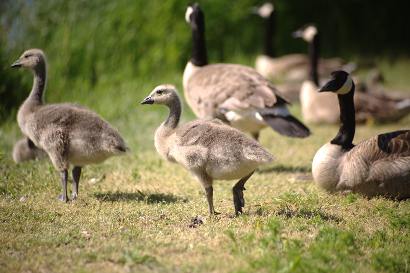 Canada Goose goslings