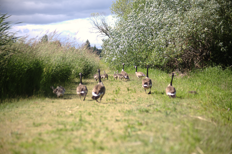 Canada Goose goslings