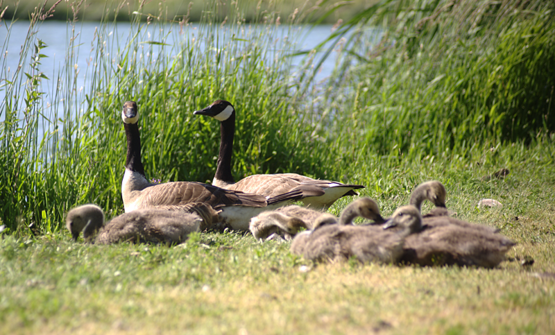 Canada Goose goslings