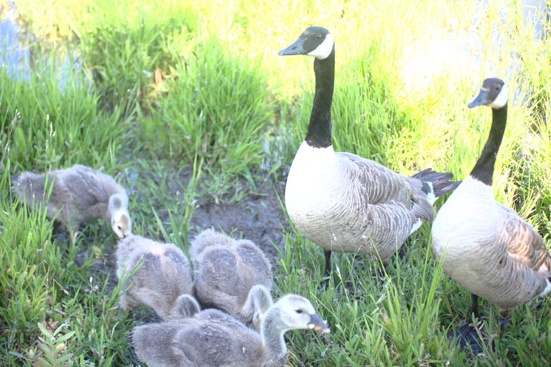 Canada Goose goslings