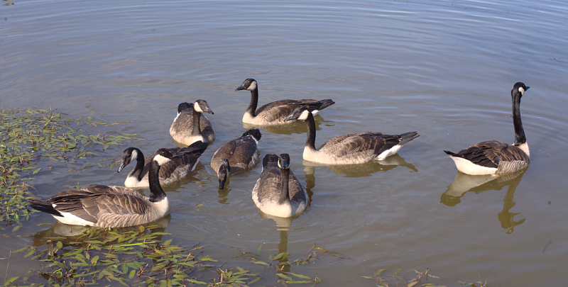 Canada Goose goslings