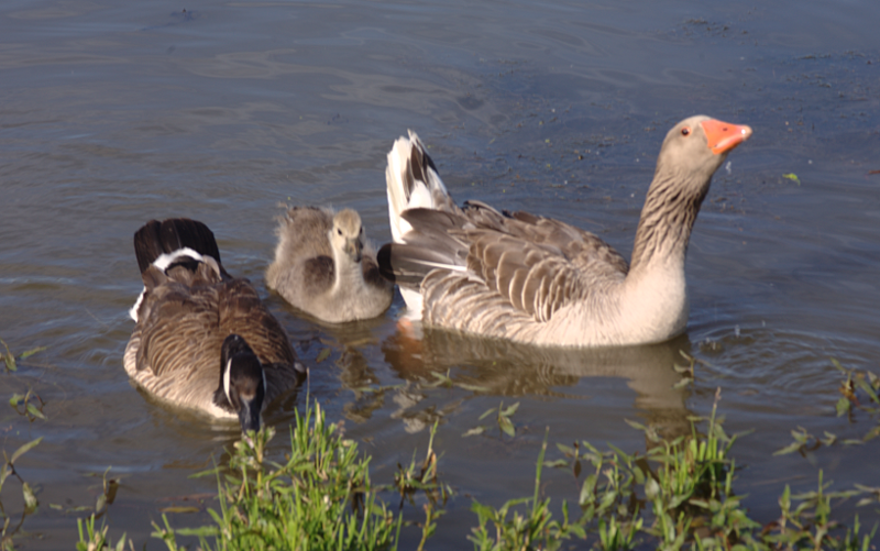 Graylag Goose and Canada Goose goslings