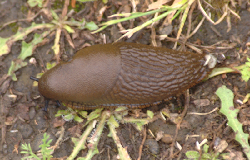 Slug