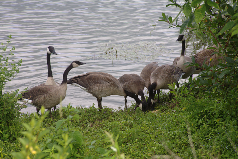 Canada Goose goslings