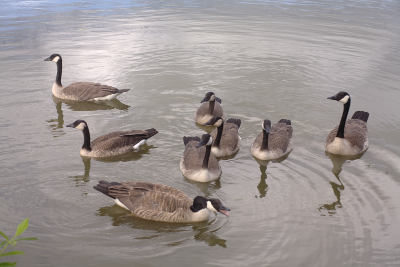 Canada Goose goslings