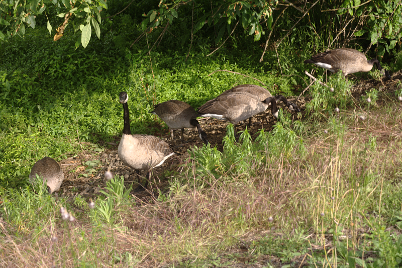 Canada Goose goslings