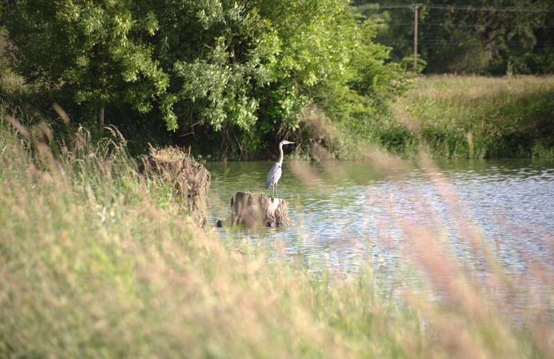 Great Blue Heron